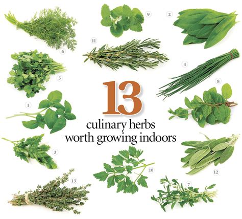 Selecting the Perfect Herbal Varieties for Your Enchanting Green Sanctuary