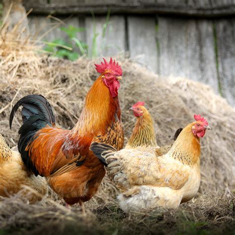 Selecting the Perfect Poultry