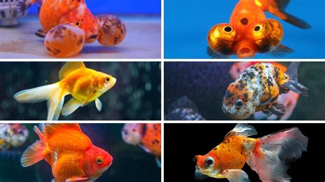 Selecting the Right Goldfish: Different Varieties and Their Requirements