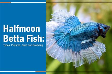 Setting the Stage: Crafting an Ideal Environment for Sapphire Betta Aquatic Beauties