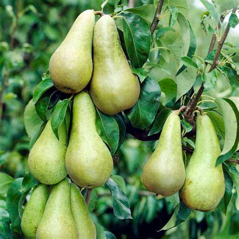 Sharing Your Pear-Growing Journey with Others