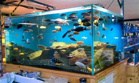 Sharing Your Subaquatic Haven: Tips for Exhibiting Your Immense Fish Tank to Others