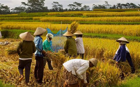 Sharing the Wealth: The Social and Economic Impact of Crop Harvesting