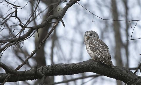 Shedding Tears: Exploring the Unusual Behavior of Weeping Owls