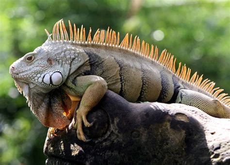 Significance of Iguana Attacks in Dreams