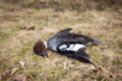 Significance of an Abundant Duck Demise: A Reason to Worry or Celebrate?