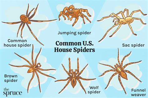 Significance of the Number of Baby Spiders