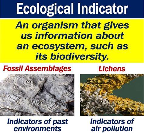 Snails as Environmental Indicators: Unveiling Their Ecological Significance