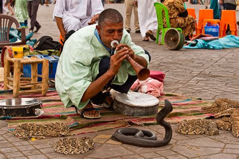 Snake Charmers and Beyond: Cultural Significance of Serpents