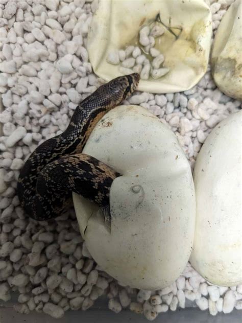 Snake Hatchlings as a Metaphor for Personal Transformation in Dreams