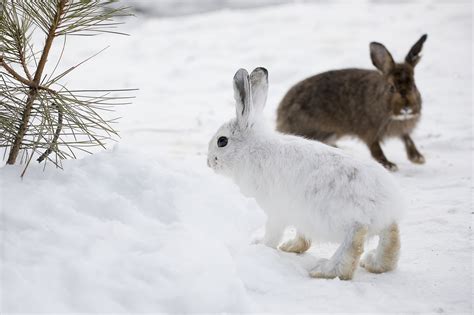 Snow's Impact on Wildlife: Adaptation and Survival