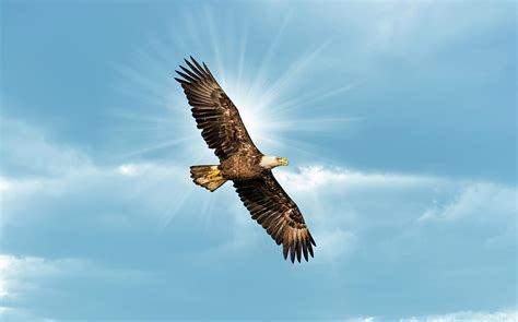 Soaring through the Skies: Witnessing the Eagle's Flight