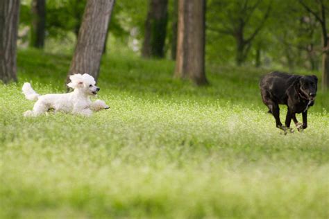 Sociability of Poodles: Getting Along with Other Pets