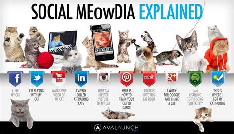 Social Media Influence of Adorable Feline