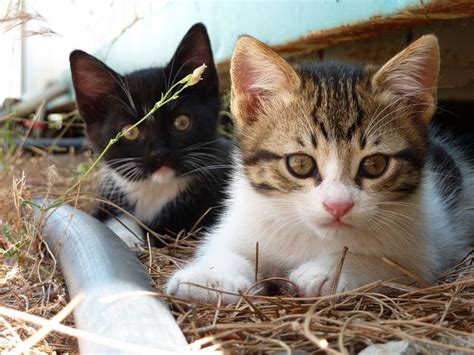 Socializing Kittens: Techniques for Building Trust and Confidence