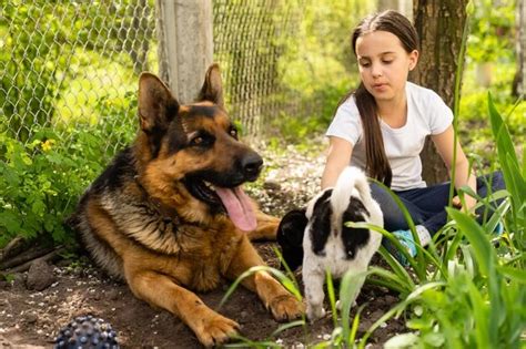 Socializing Your Canine Companion with Humans and Other Creatures