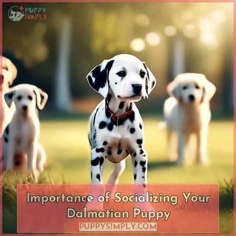 Socializing Your Dalmatian Puppy: Building a Strong Bond