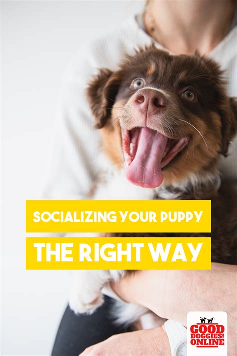 Socializing and Training Tips for Your Pack of Canine Companions