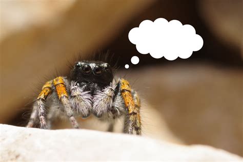 Spider Dreams: Taking a Deeper Look