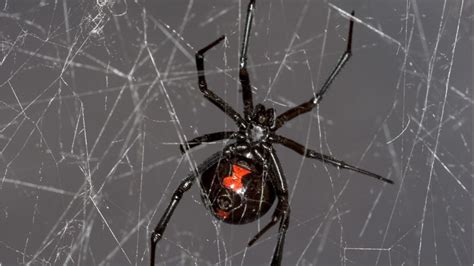 Spiderweb of Secrets: Decoding the Hidden Messages of the Mysterious Black Widow