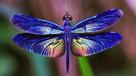 Spiritual Significance and Healing Properties of the Enchanting Dragonfly