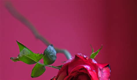 Spiritual Significance of Crimson Rose Blossoms in Various Cultural Traditions