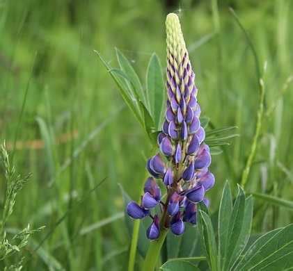 Spiritual and Mythological Significance of Lupine Craniums