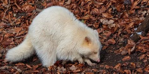 Spotting Albino Raccoons: A Guide to Their Habitat