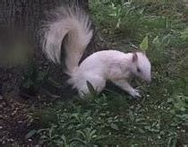 Squirrel Sightings: Notable White Squirrel Destinations Worth Exploring