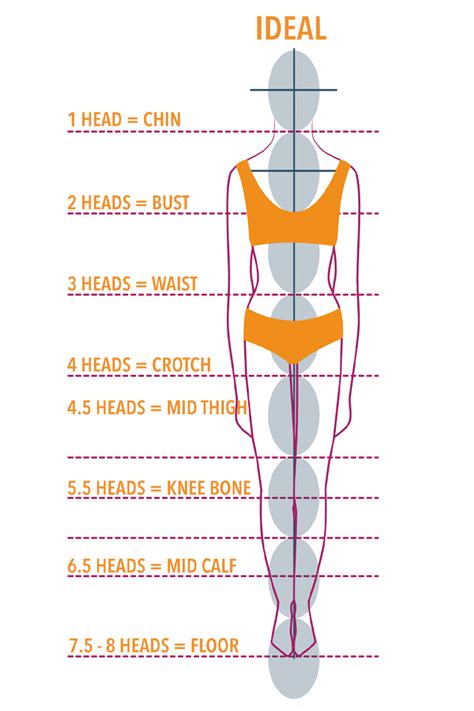 Stature and Body Proportions Overview