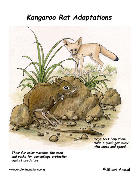 Stay Far Away! How Kangaroo Rats Utilize Distinctive Defense Mechanisms