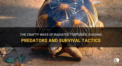 Stealth and Survival: Tactics of a Crafty Predator