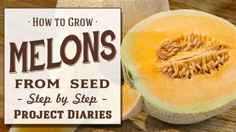 Step-by-Step Guide to Cultivating Melon Plants from Seeds