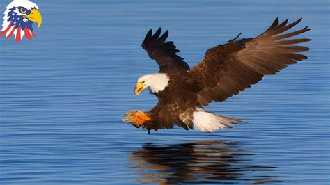 Steps to Unlock the Power of a Majestic Eagle Perched