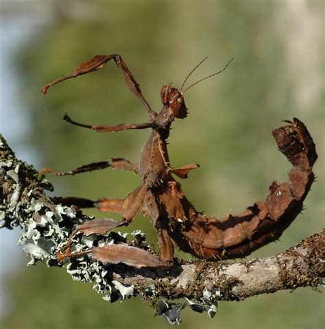 Stick Insects as Conveyors of Wisdom and Knowledge in the Realm of Dream Interpretation