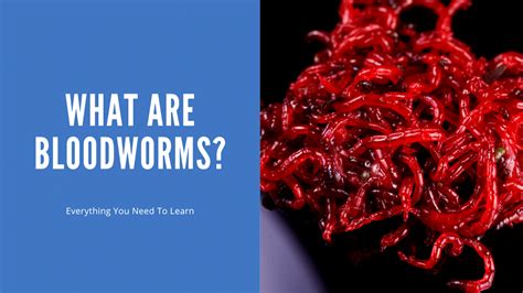 Strategies for Managing Blood Worm Dream Experiences