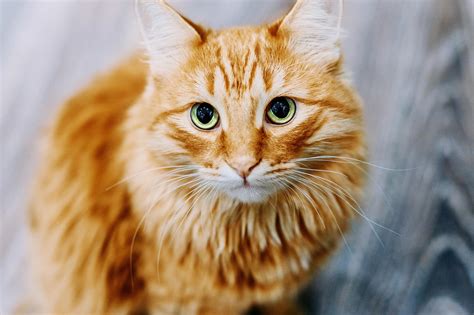 Style Secrets of Ginger Kitty