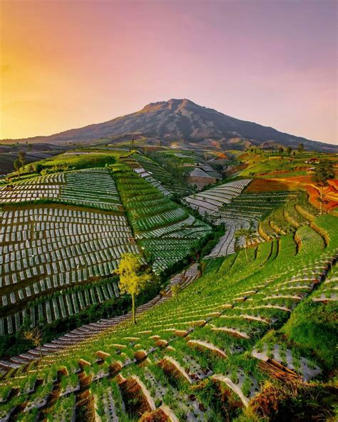 Sun-kissed Fields and Golden Grains: The Allure of Harvesting Crops