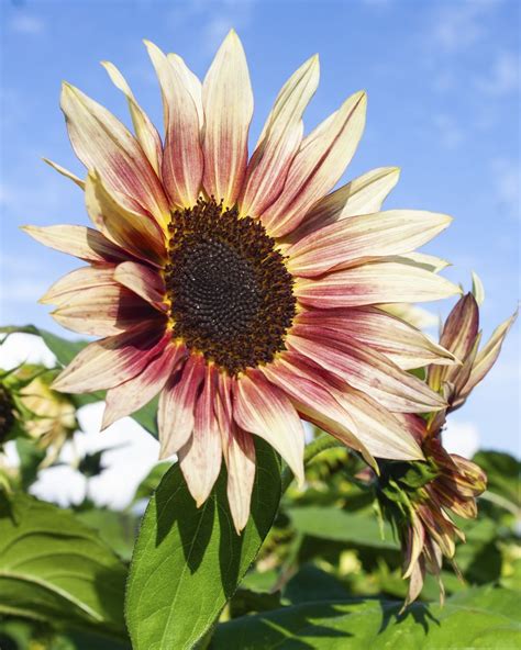 Sunflower Varieties Beyond the Traditional Yellow