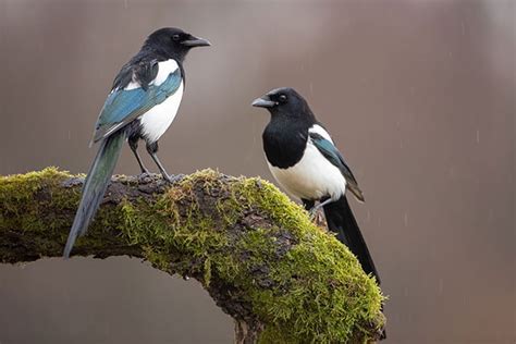 Superstitions and Beliefs Associated with Magpie Birds