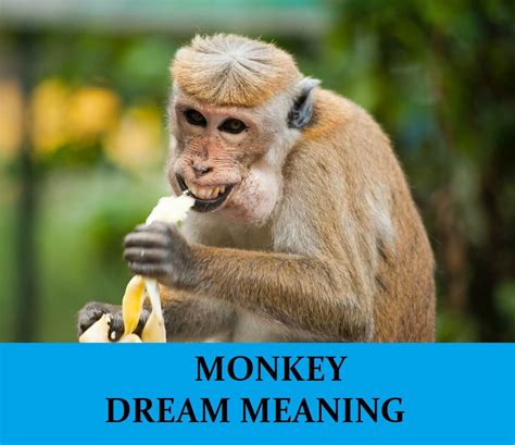 Superstitions and Beliefs Related to Monkey Dreams