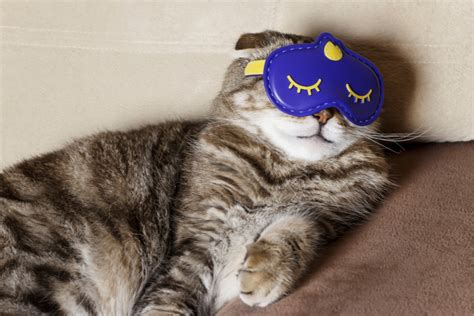 Superstitions and Cultural Beliefs Surrounding Feline Dental Loss in Dreams