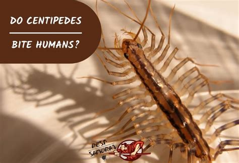 Superstitions and Cultural Beliefs Surrounding the Biting of a Centipede