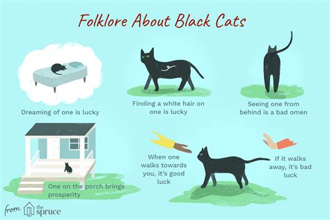 Superstitions and Folklore: Beliefs Surrounding Dreams of Feline Misfortune