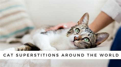 Superstitions and Omens Associated with the Tears of a Feline