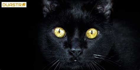 Superstitions and Symbolism Surrounding a Black Cat in Cultural Context