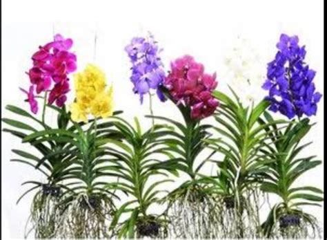 Support and Adoration for the Enchanting Vanda