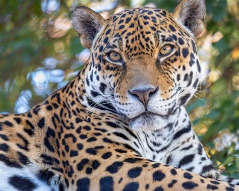 Supporting Conservation Efforts: Exploring Alternatives to Having a Jaguar as a Pet