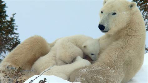 Survival Challenges Faced by Young Bear Cubs in the Wilderness