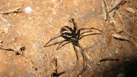 Survival Strategies: Analyzing the Adaptations and Defensive Tactics of Black Widows